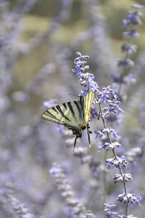 butterfly insect flower