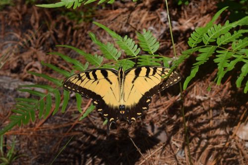 butterfly nature insect