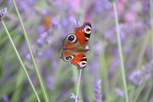 butterfly lavender summer