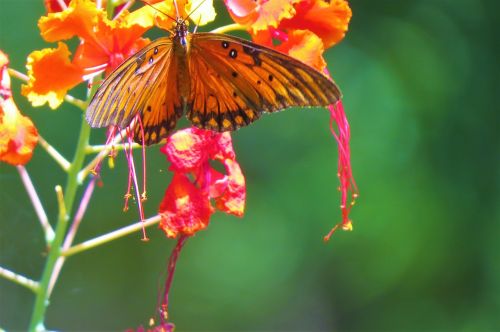 butterfly rust orange