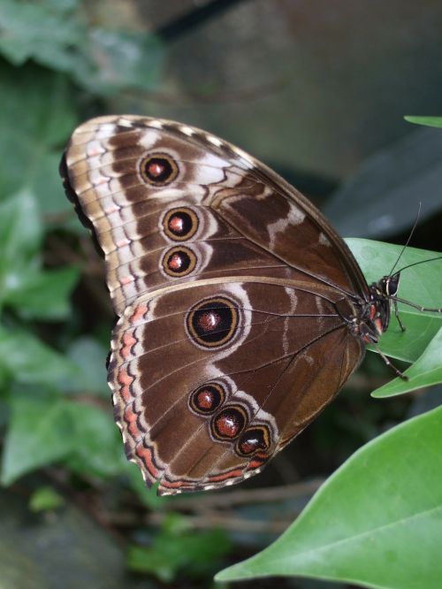 butterfly insect nature