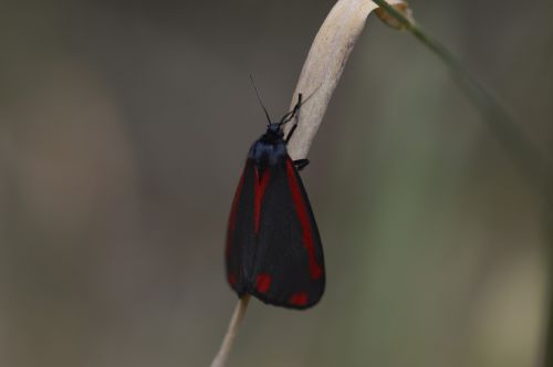 butterfly tyrian moth l jakobskrautbär