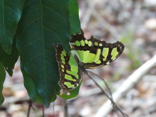 butterfly nature wings