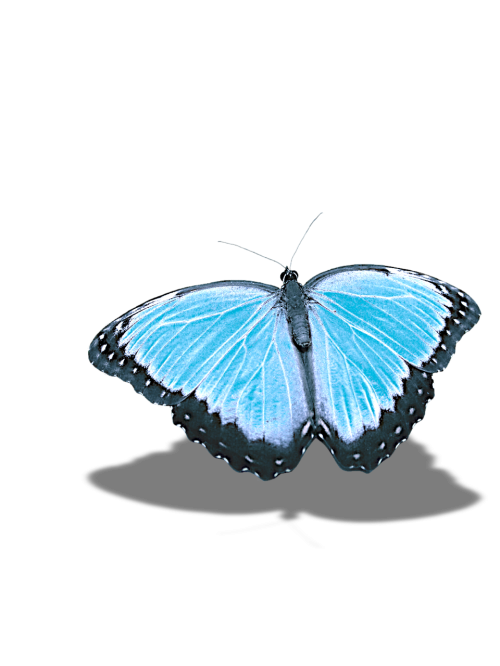 butterfly without background shadow