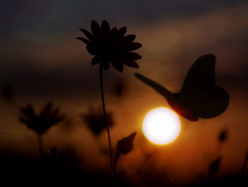 butterfly flower shadows