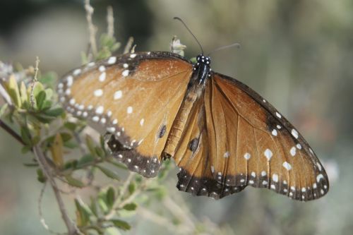 butterfly arizona desert botanical gardens