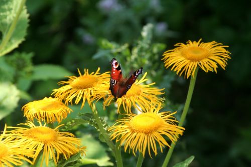 butterfly dandelions yellow