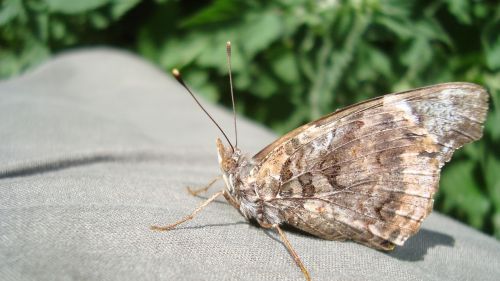 butterfly insect brown