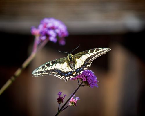 butterfly insect purple