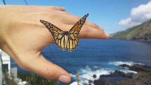 butterfly butterflies nature