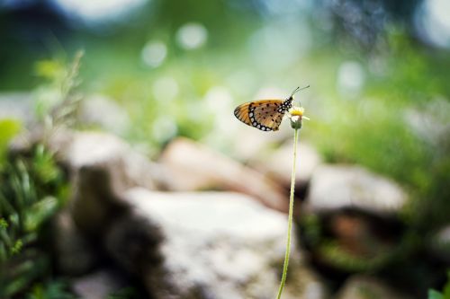 butterfly flower nature