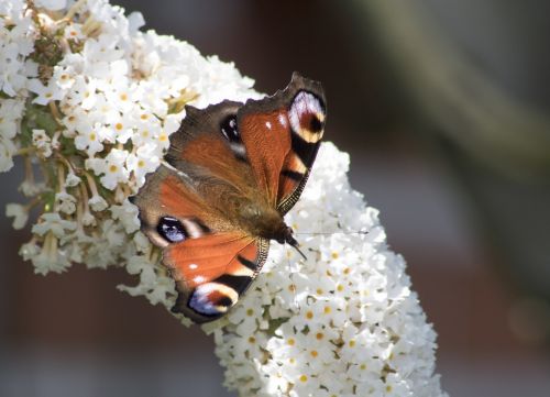 butterfly peacock butterfly insect