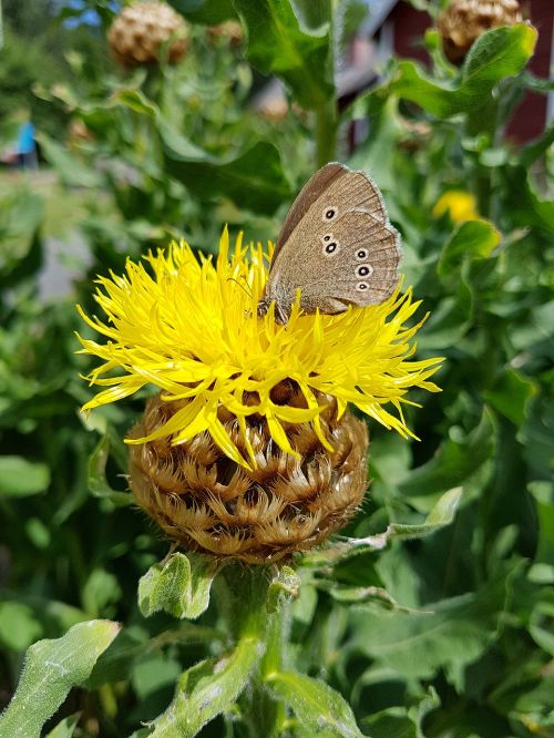 butterfly yellow flower nature