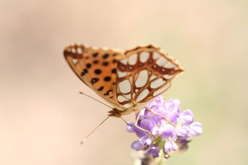 butterfly animal macro