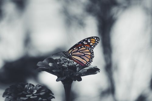 butterfly flower nature