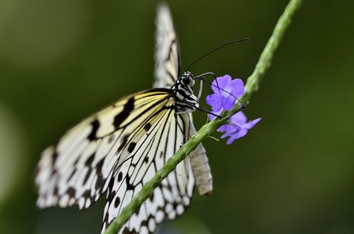 butterfly insect wing