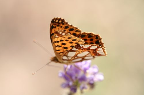 butterfly wing beautiful flower