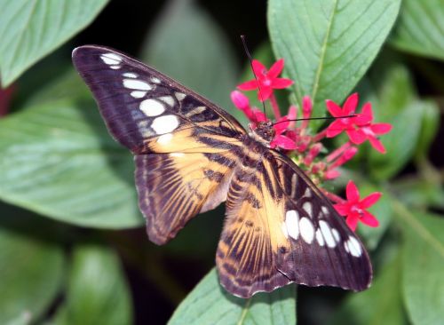 butterfly wings insect