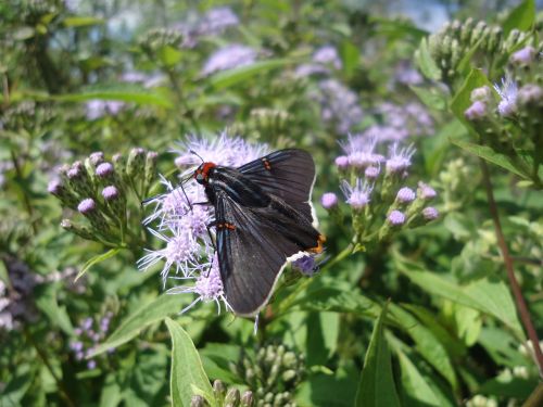 butterfly black rare