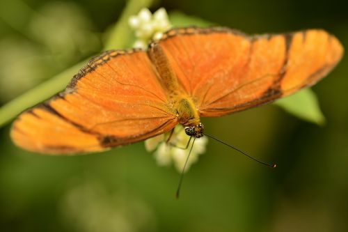 butterfly insects butterflies