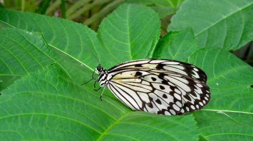 butterfly nature close