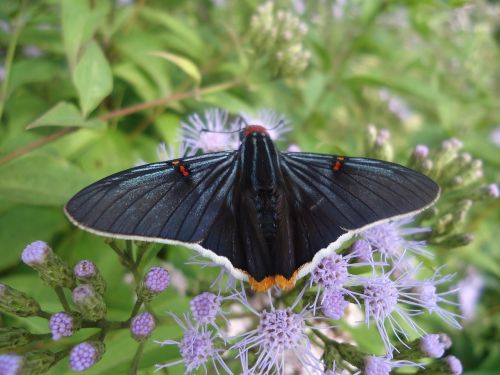 butterfly black velvety