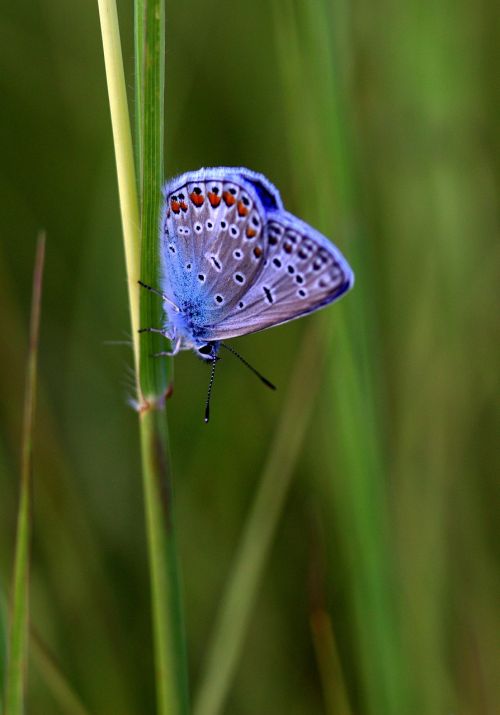butterfly blue wings