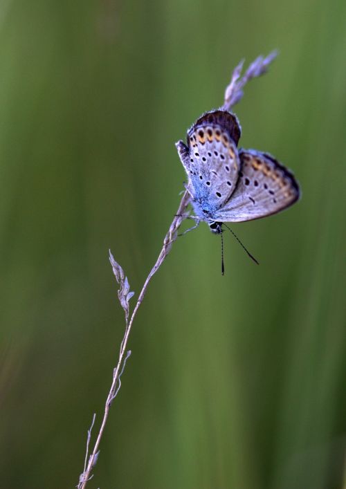 butterfly blue wings