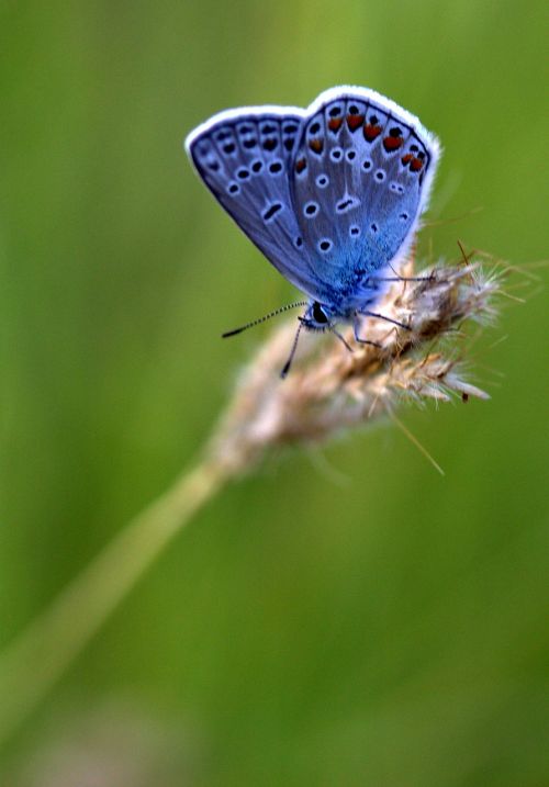 butterfly blue spike