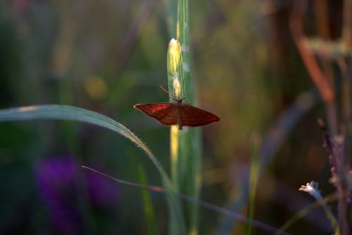 butterfly wings red