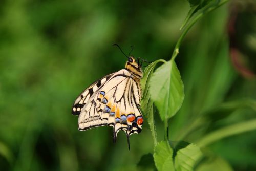 butterfly bug insect