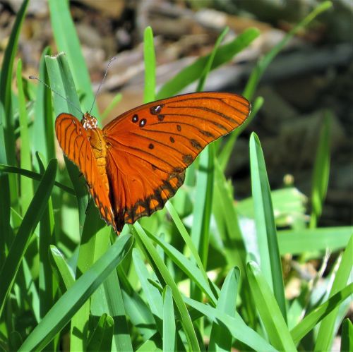 butterfly orange black