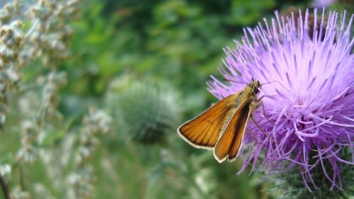 butterfly purple flower purple