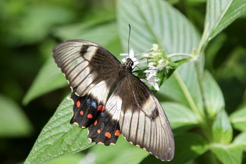 butterfly nature natural