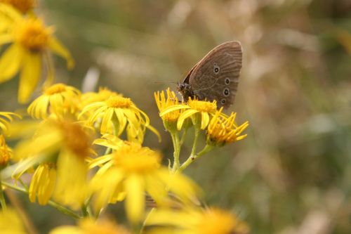 butterfly flowers meadow