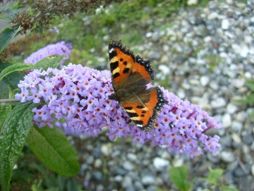 butterfly sommerfuglebusk summer