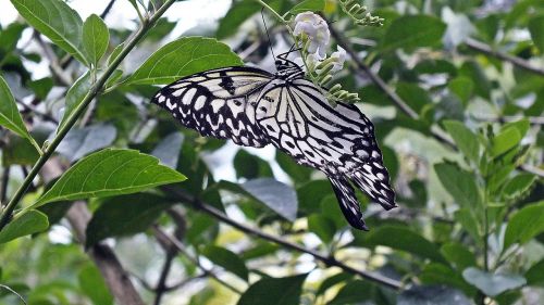 butterfly black white