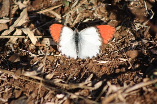 butterfly orange wings south africa