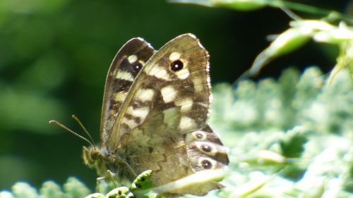 butterfly flower nature