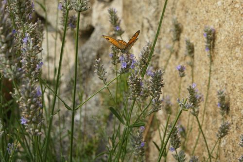 butterfly field insect