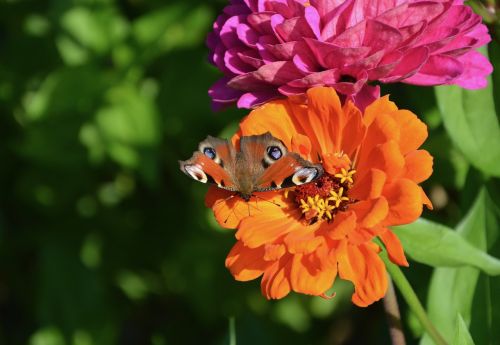 butterfly flower orange