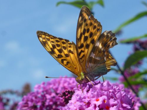 butterfly mother of pearl butterfly summer lilac