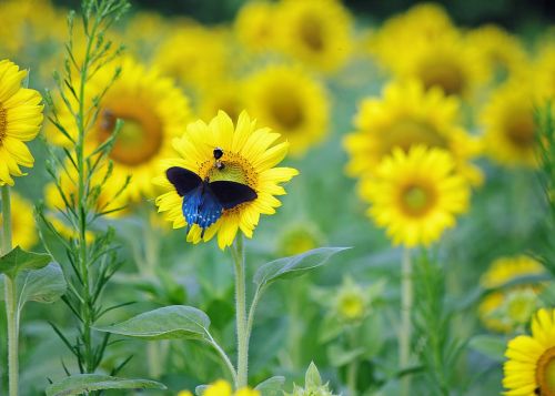 butterfly sunflowers blue