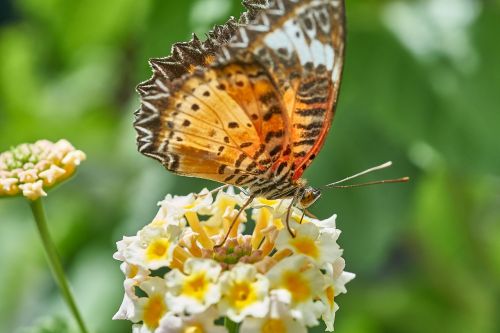 butterfly nature insect