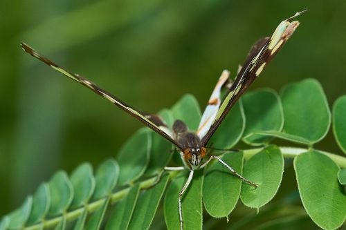 butterfly nature insect