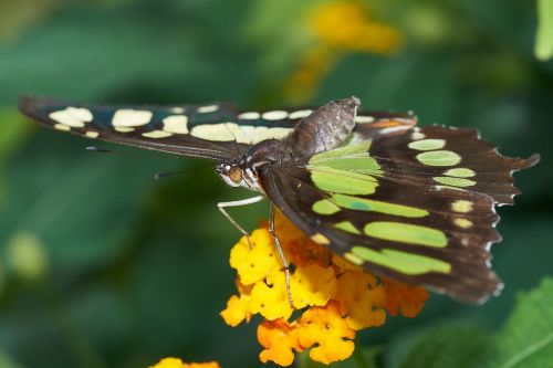 butterfly nature insect