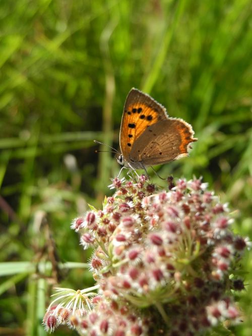 butterfly flower fauna