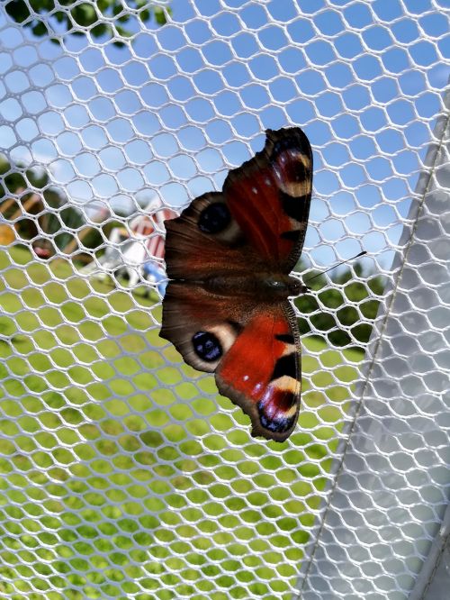 butterfly peacock nature