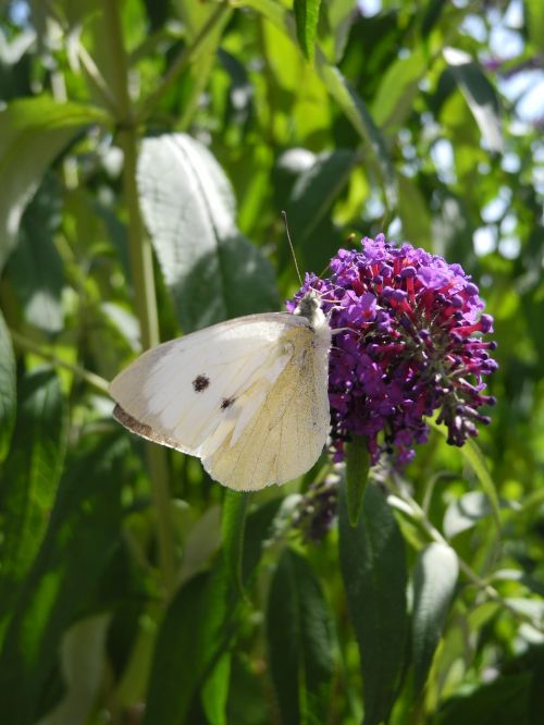 butterfly lilac purple macro