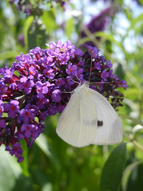 butterfly lilac purple macro